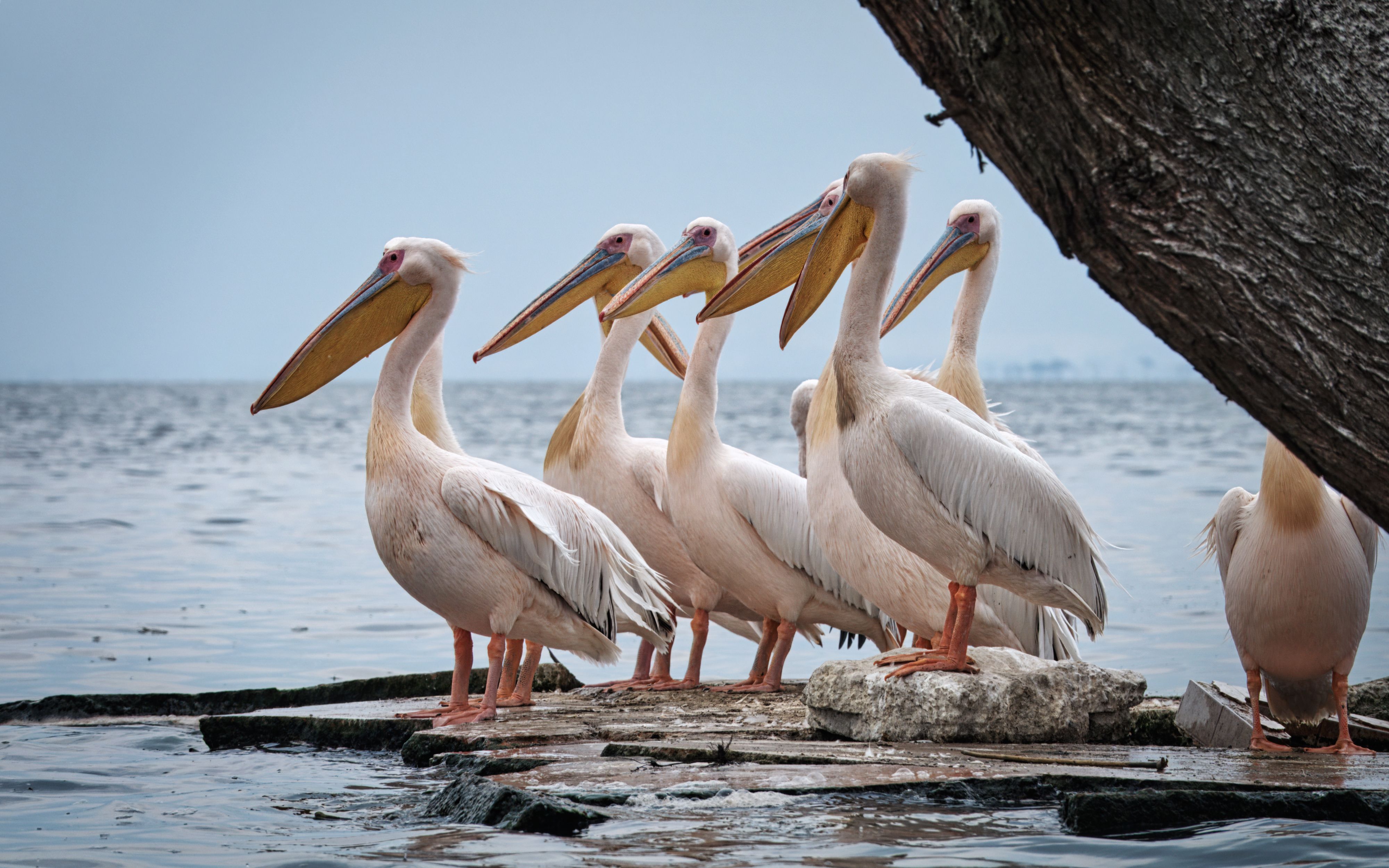 Lake Nakuru - Wildlife up close
