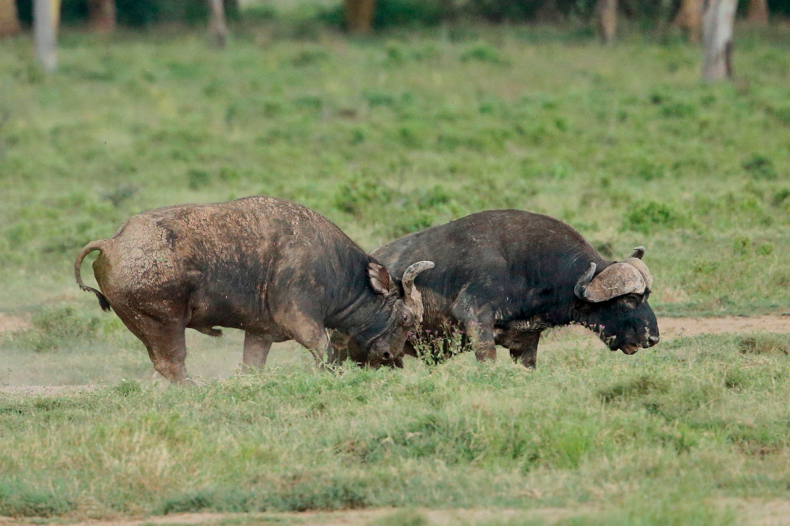 Lake Nakuru - Signature experience