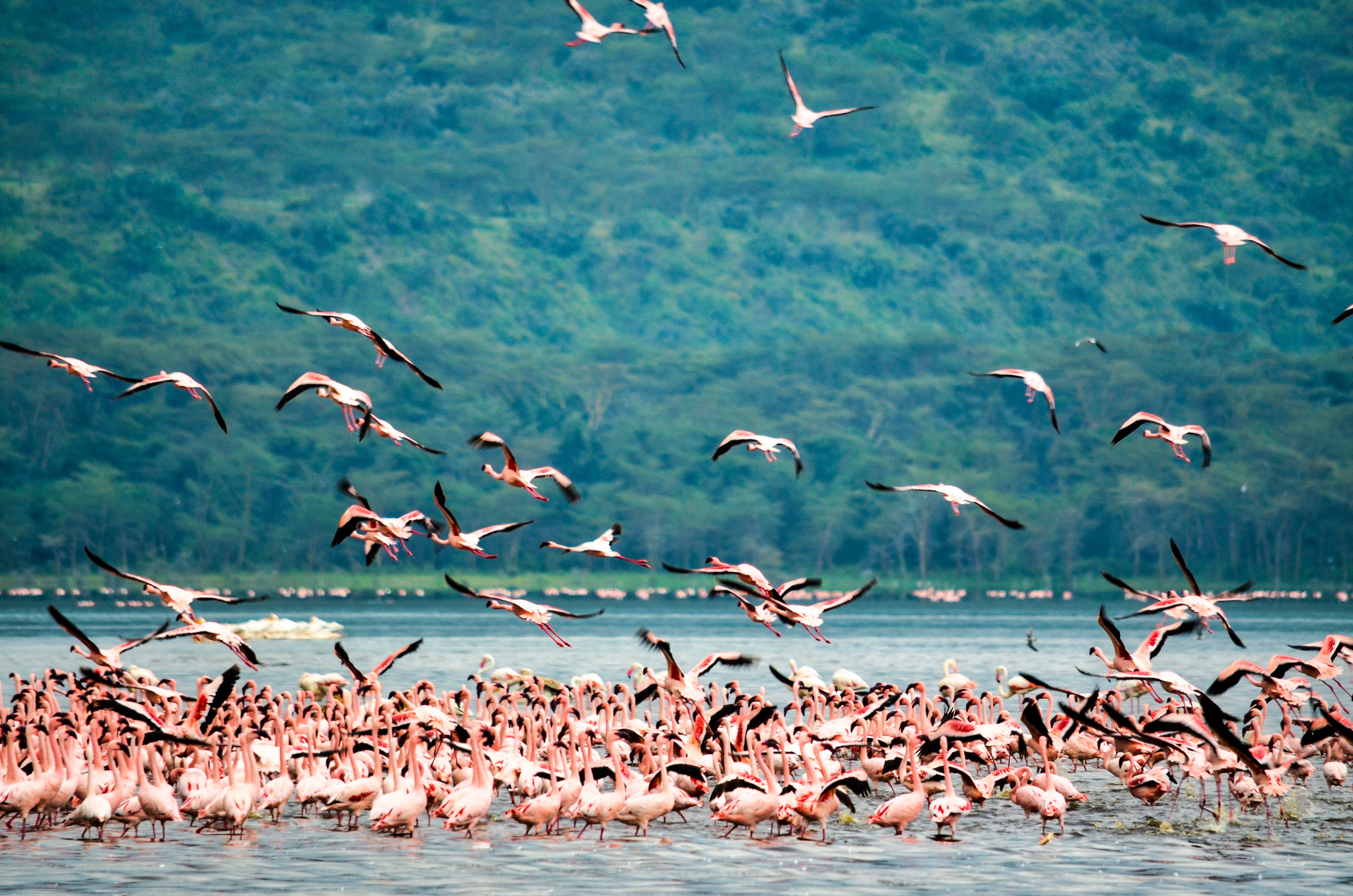 Lake Nakuru - Golden light